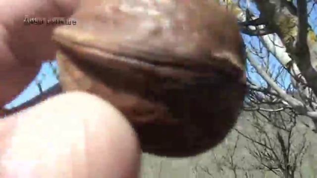 Вечерний пляжный поиск с металлоискателем