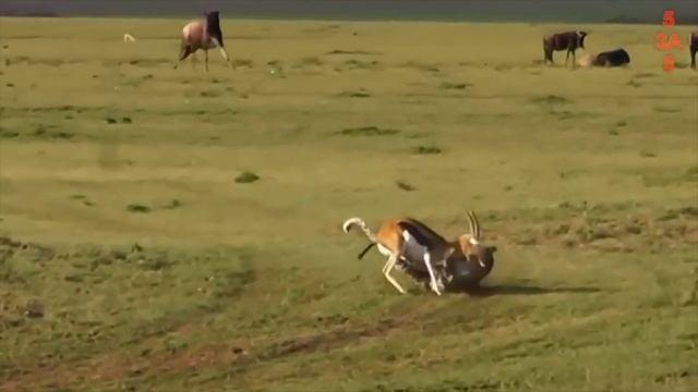 Как ГОРНЫМ КОЗЛАМ удаются подобные трюки? Эти невероятные животные не знают страха! смотреть онлайн