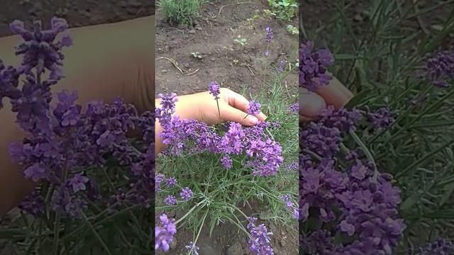 Лаванда Hidcote Blue смотреть онлайн