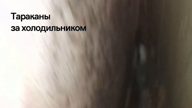 Тараканы за холодильником. смотреть онлайн