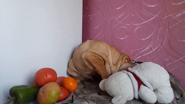 щенок шарпея,продается, смотреть онлайн