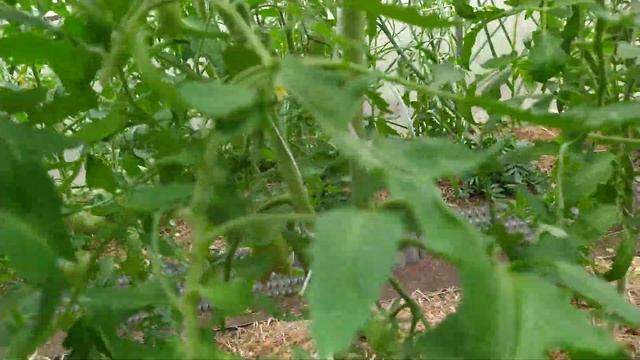 Важная подкормка для томатов. Магбор и Гумат калия. смотреть онлайн