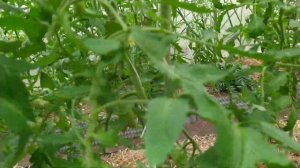 Важная подкормка для томатов. Магбор и Гумат калия.