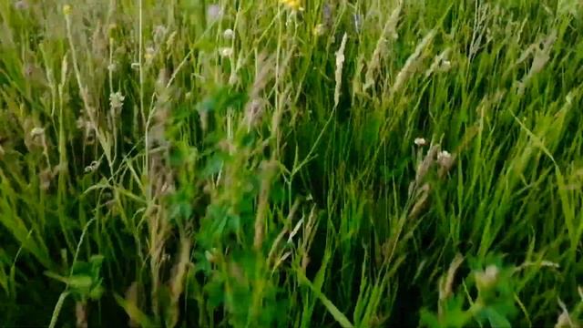 Vredo работа и результат на пастбище, и сенокосе. Луговые сеялки, пастбищные травяные Воронеж смотреть онлайн