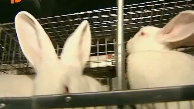 Четыре новых корпуса для содержания животных появятся на кролиководческой ферме в Костромском район смотреть онлайн