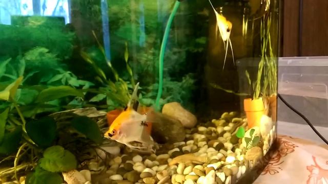 Вуалевые и высокоплавничные скалярии смотреть онлайн