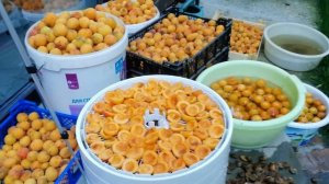 СУШКА АБРИКОСОВ В Электрической Сушилке