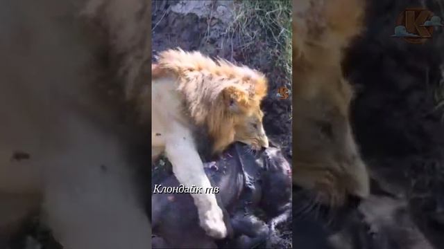 Лев попытался утащить слонёнка. смотреть онлайн