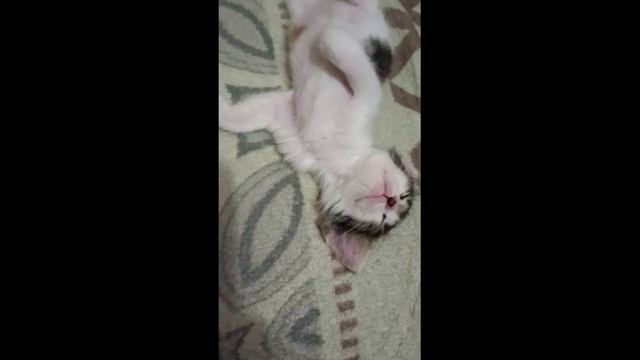 Маленький котенок) Кися спит, ведь так устала!) Целый день она играла!)) смотреть онлайн