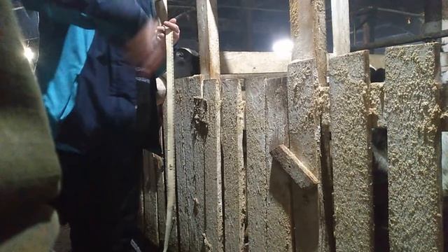 купил бычков телят смотрим выбор смотреть онлайн