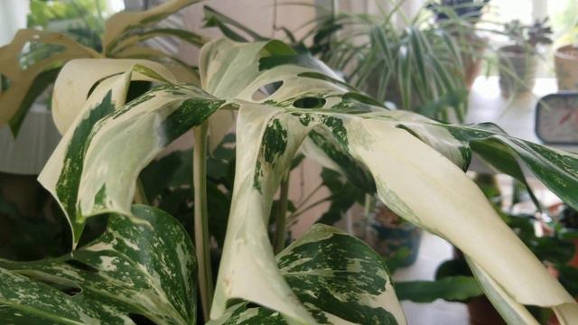 VARIEGATED MONSTERA !!!!! смотреть онлайн