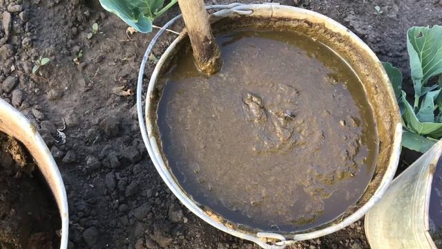 Удобрение коровяк. Как приготовить и использовать.