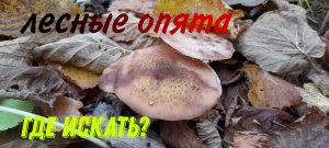 ТИХАЯ ОХОТА ЗА ГРИБАМИ! СОБИРАЮ ЛЕСНЫЕ ОПЯТА! ГДЕ ИСКАТЬ?.mp4