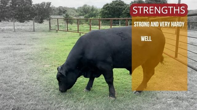 Brahman: The King of Crossbreeding | The 8 Popular Brahman Crossbreeds | Bos Inducus X Bos Taurus смотреть онлайн