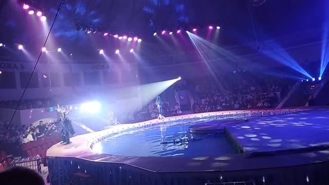 #Кисловодский цирк смотреть онлайн