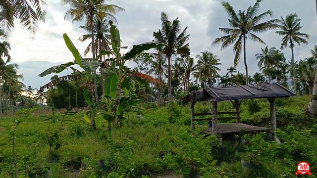 SUKSESNYA KEDUA ANAK MUDA | PROGRAM SANCANG DARI NOL DI JEMBER смотреть онлайн