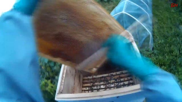 пчеловодство, отбор меда, август 2017 г, 48 кг с пчелопакета смотреть онлайн