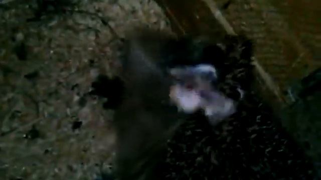 Ежики после валерьянки смотреть онлайн