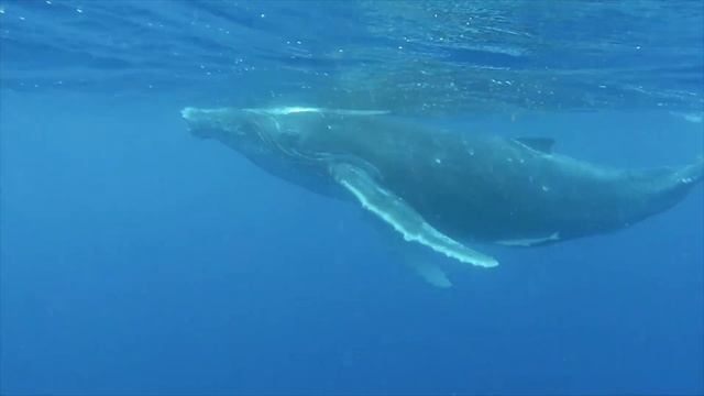 Видео про горбатых китов. Поплавать с горбатыми китами в королевстве Тонга. смотреть онлайн