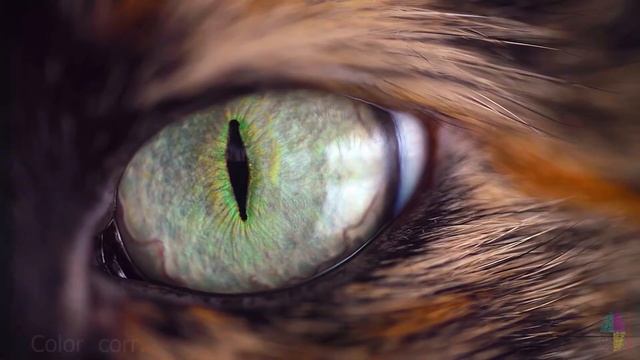 Котячий глаз немного подрихтовал. смотреть онлайн