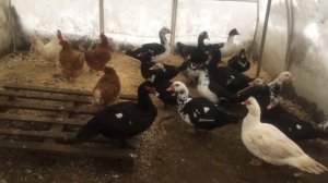 Содержание индоуток в теплице зимой