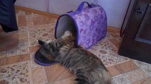 Как приучить кошку к переноске