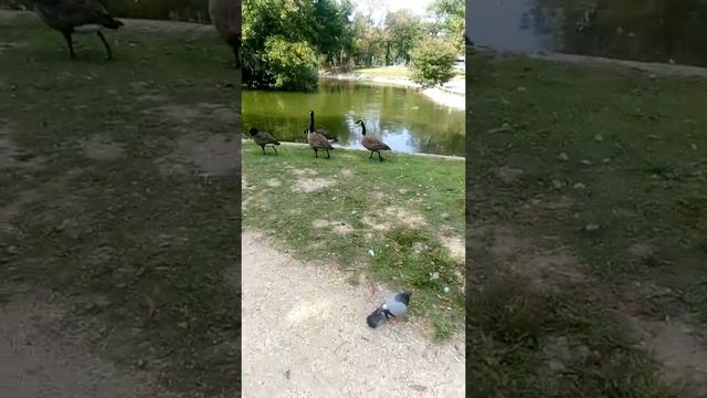 Jardin Neuilly-sur-Seine смотреть онлайн