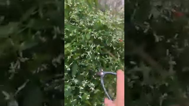 Million Bells, Spikes, White Verbena, Striped Petunias, And Euphorbia