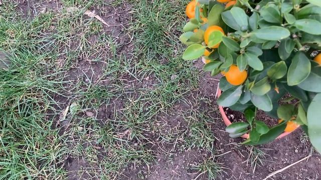 Calamansi Orange (Citrus Microcarpa/Citrofortunella Microcarpa)