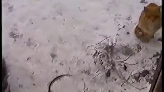 пес не пускает кота в дом смотреть онлайн