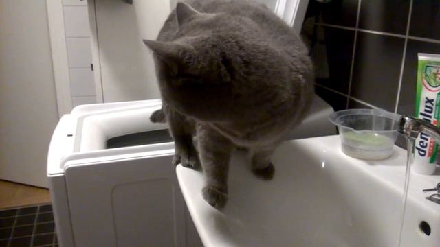британская кошка пьет из под крана смотреть онлайн