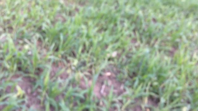 Результат внесение гербицида на просе смотреть онлайн