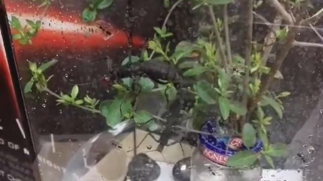 Peruphasma schultei drinking while mating смотреть онлайн
