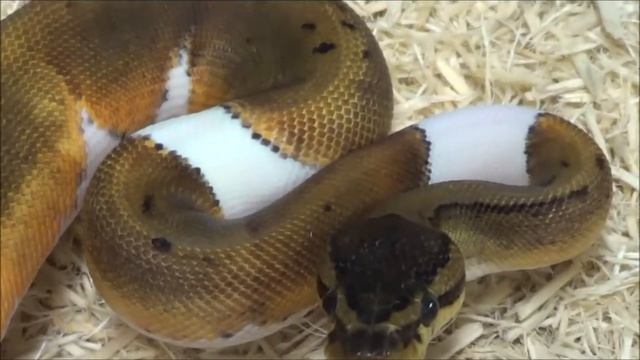 1 2020 Male Pinstripe Piebald Ball Python смотреть онлайн