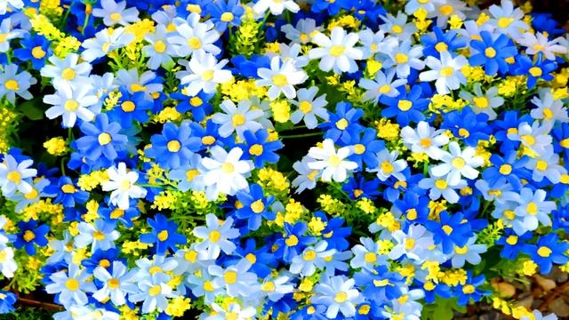 LUCKY BEE'S SPELLING GAME - FLOWER #1 - THE DAISY смотреть онлайн