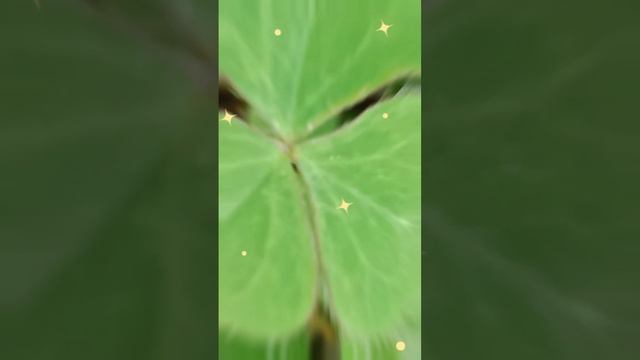 #shortsvideo #photography pls Like share and comment subscribe support me смотреть онлайн