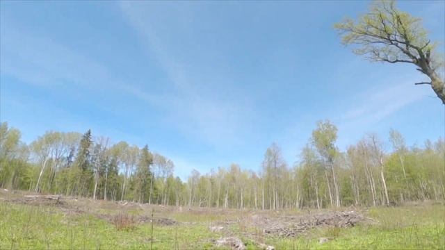 Царь Дуб! В Беларусь ?? смотреть онлайн