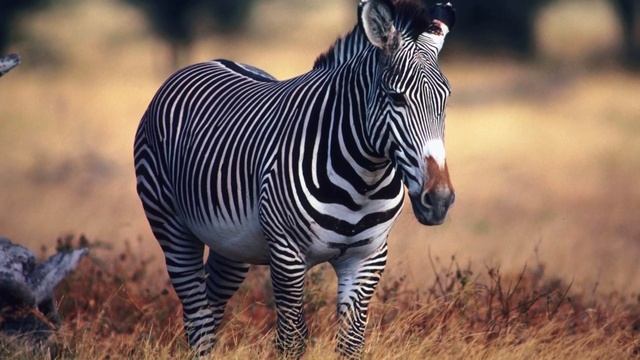 Зебра - интересные факты