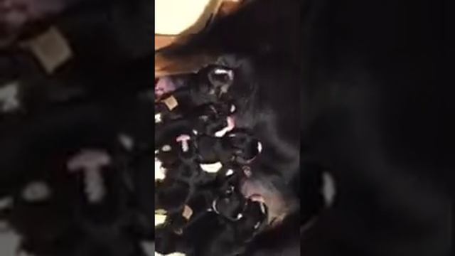 Appenzeller Sennenhunde смотреть онлайн