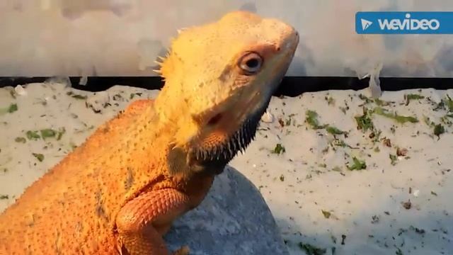 Главные элементы содержания среднеазиатских сухопутных черепах. смотреть онлайн