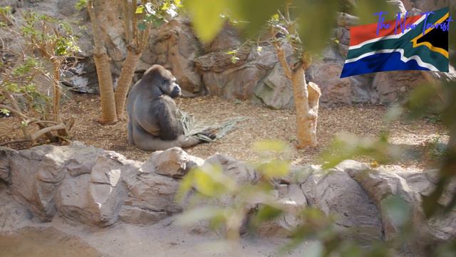 GHANA VS SOUTH AFRICA: Which Country Is Better? Where Should You Live, Work Or Invest? смотреть онлайн