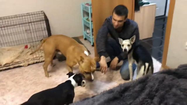 Вечер с нашими питомцами / Стаффорды разыгрались / У Нея прилив любви 😃 смотреть онлайн