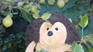 Ёжик Фуфуня гуляет вечером по саду - что растёт в саду - познавательное видео для детей