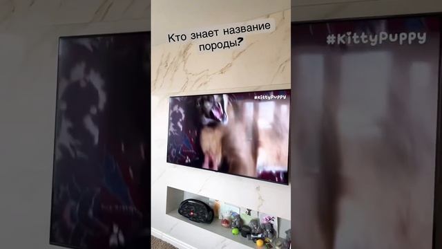 Как называется порода этого котика? смотреть онлайн