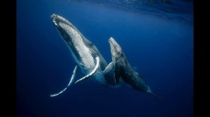 Пение Китов Звуки природы Синий кит | Звуки Китов под водой