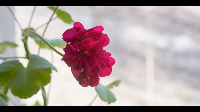 44 дня из жизни герани смотреть онлайн