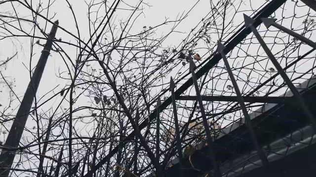 VID 20231113 133623 Когда беда кипя...(Генри Говард, граф Серрей)...Павел Васильев Лахтинский смотреть онлайн