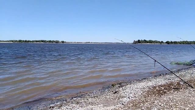 Жор сазана на Волге. Поклёвки "Отдай спиннинг". Кто кого? Часть 1. смотреть онлайн