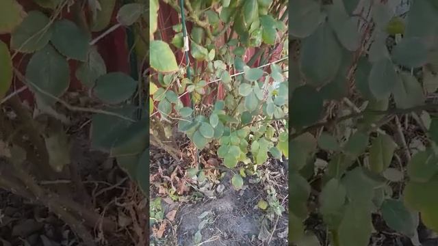 Обрезка плетистой розы осенью. смотреть онлайн