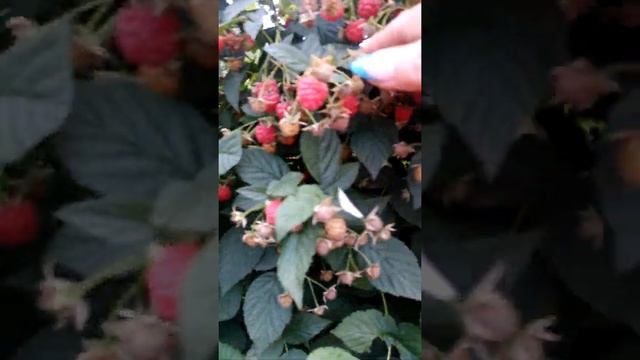 малина сорт ,, ньюбург,,. смотреть онлайн